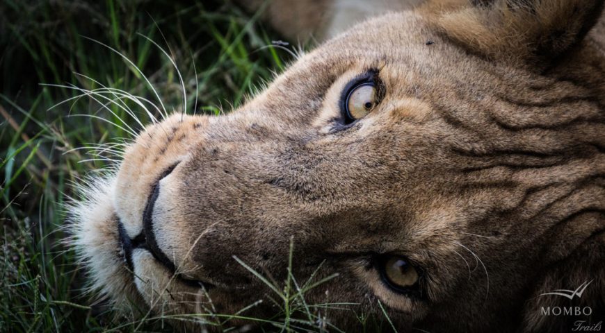 top 5 in Tanzania
