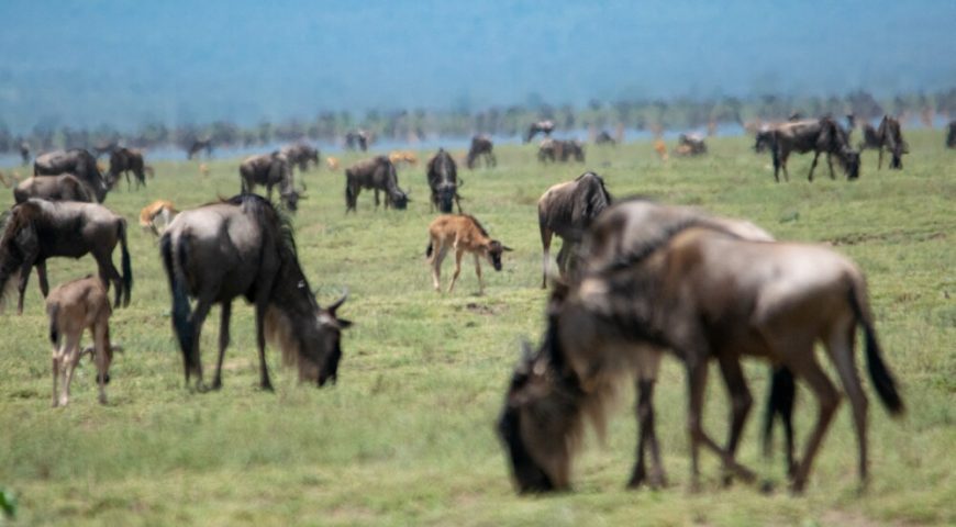 Masai Mara Migration Camp