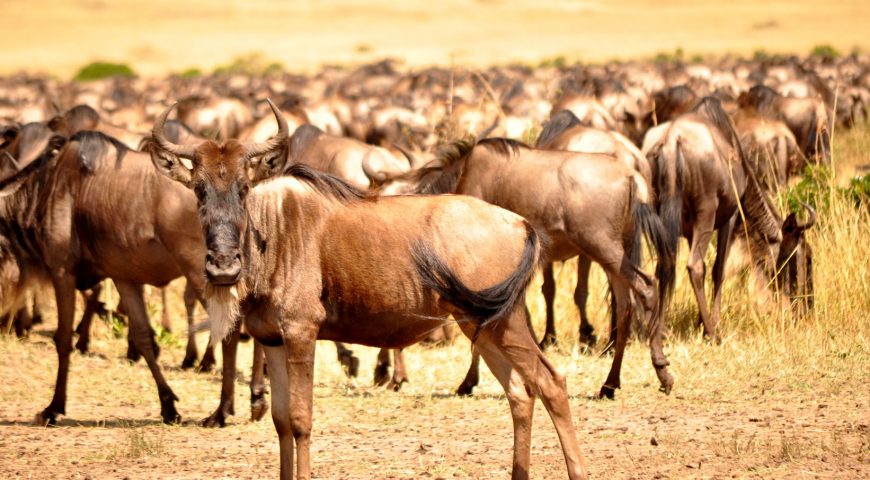 Wildebeest-in-the-Serengeti-calving-season-2017