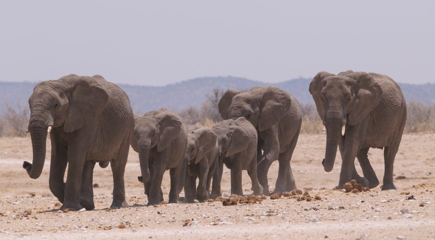 amboseli Elephant