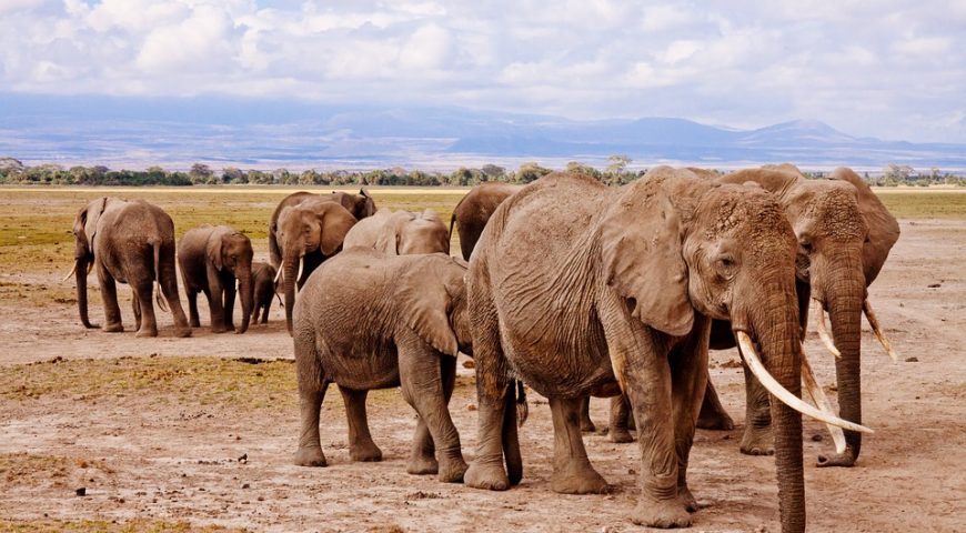 elephants-458990_960_720