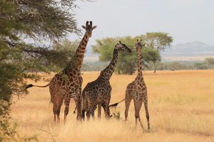 Giraffes in Serengeti National Park, Tanzania