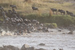 Hooves struggling to cross Mara river from Serengeti in Tanzania