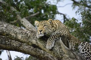 leopard in Kenya