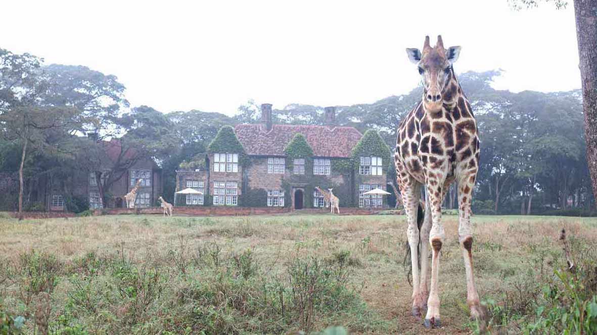 Giraffe centre