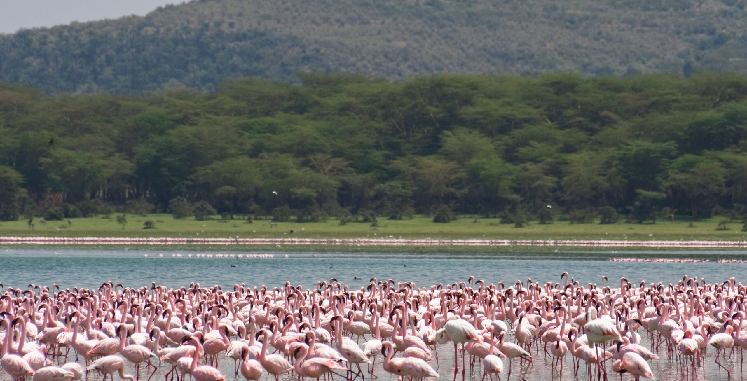 Lake Naivasha