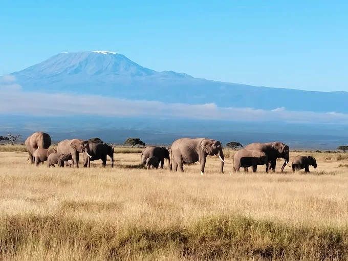 Amboseli