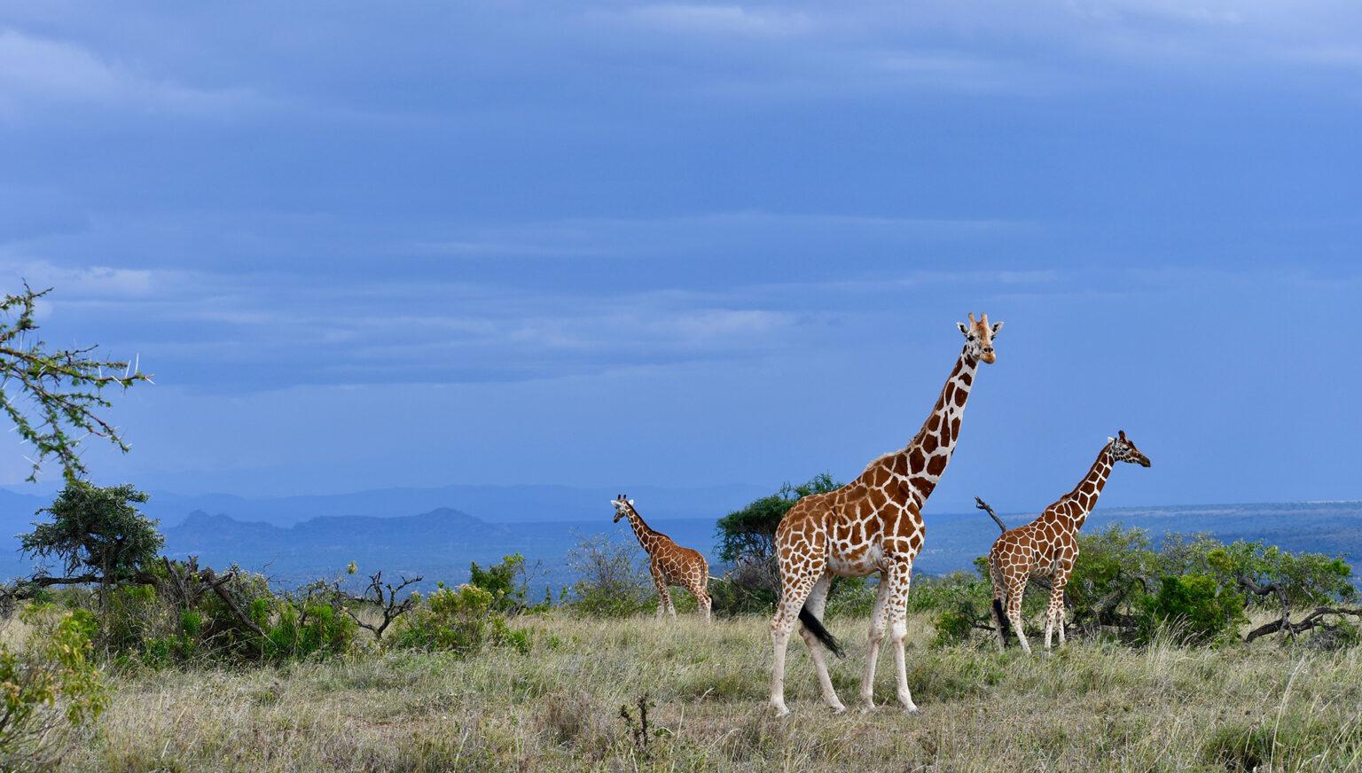 Samburu National Reserve