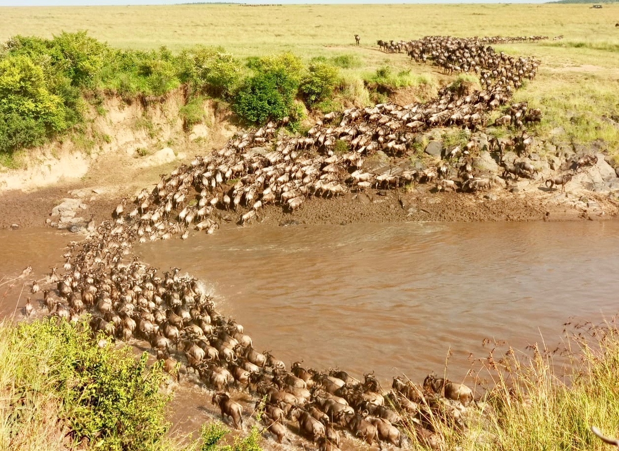 Wildebeest migration