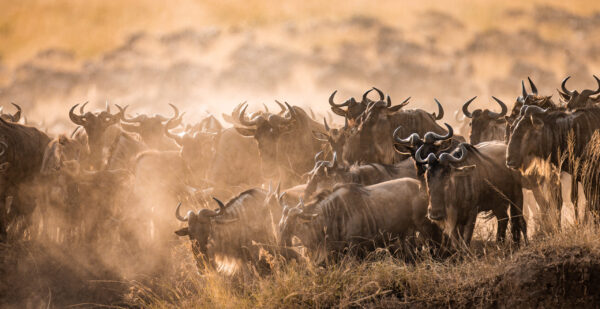 Kenya safari landscape