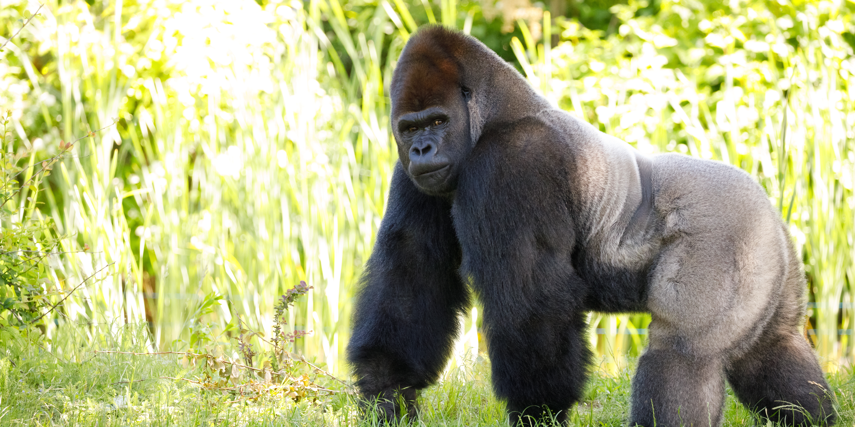 Mountain Gorillas